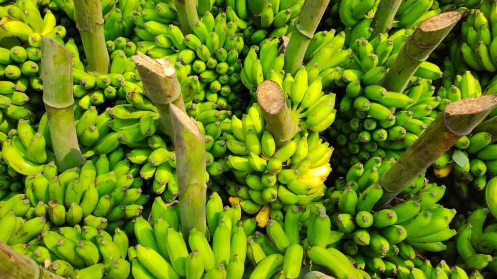 Cultivo de plátano monitorizado con sensores para optimizar el riego